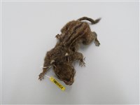 藏品(條紋松鼠   )的圖片